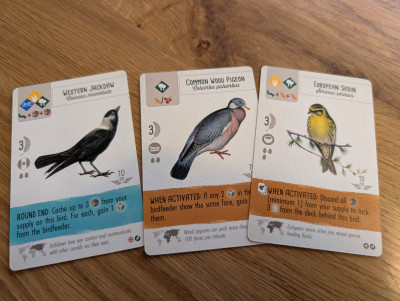 Kauw, Houtduif, Europese kanarie